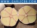 Junan Xiangsheng Import and Export Co., Ltd.
