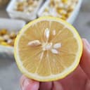 Sichuan Daxiang Trading Co., Ltd.